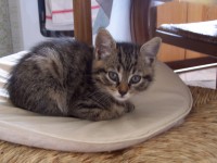 /album/mes-chats/a100-3166-jpg/