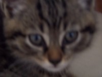 /album/mes-chats/a100-3167-jpg/