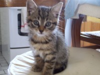 /album/mes-chats/a100-3161-jpg/