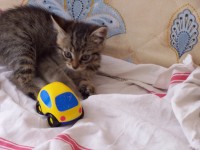 /album/mes-chats/a100-3143-jpg/