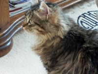 /album/mes-chats/a100-0122-jpg1/