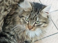 /album/mes-chats/a100-0118-jpg1/