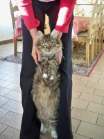 /album/mes-chats/a100-0120-jpg/