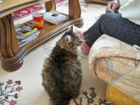 /album/mes-chats/a100-0121-jpg1/