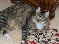 /album/mes-chats/a100-0124-jpg1/