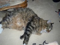 /album/mes-chats/a100-0126-jpg1/